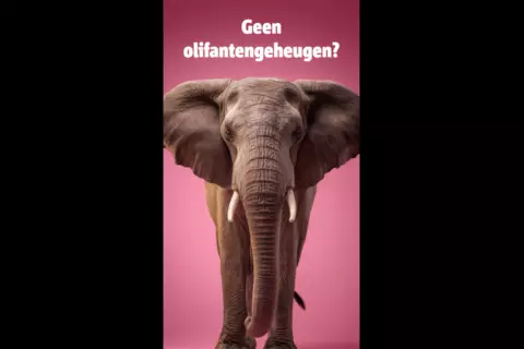 Een olifant voor een roze achtergrond, boven de olifant staat de tekst: Geen olifantengeheugen?