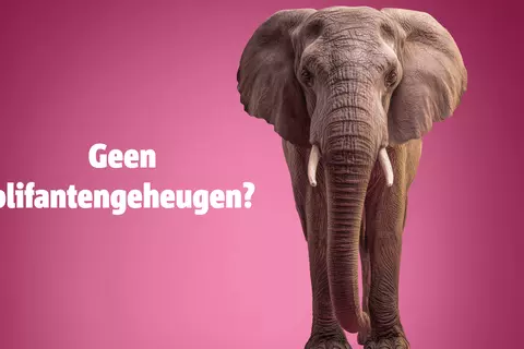 Een olifant voor een roze achtergrond, naast de olifant staat de tekst: Geen olifantengeheugen?