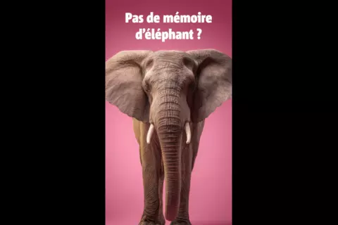 Un éléphant sur fond rose, surmonté du texte : Pas de mémoire d'éléphant ?