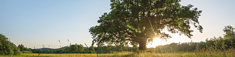 Afbeelding van een boom in een veld bij zonsopgang